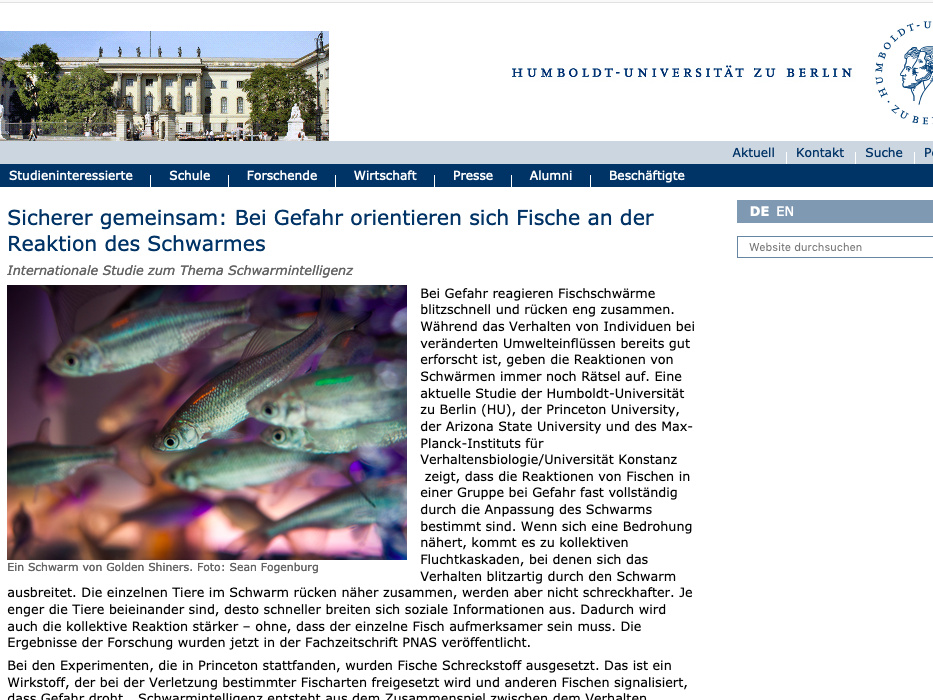 Sicherer gemeinsam: Bei Gefahr orientieren sich Fische an der Reaktion des Schwarmes