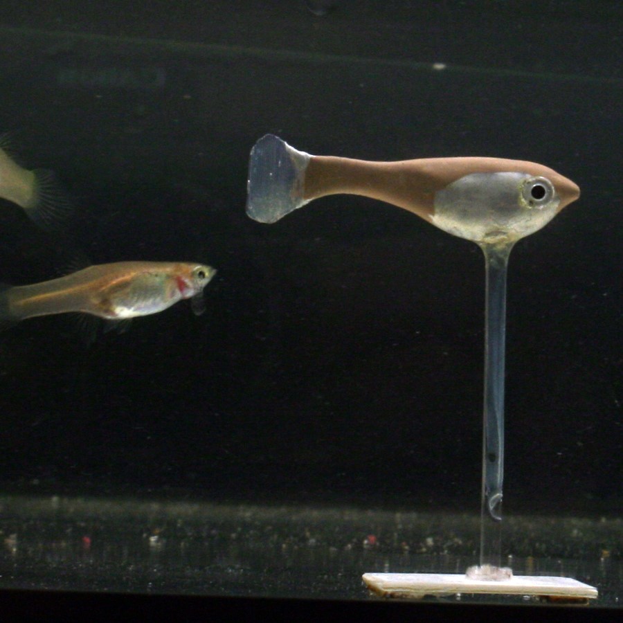 Robofish helps unravel the collective patterns of animal groups