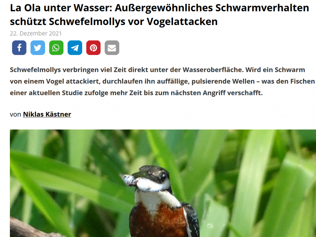 La Ola unter Wasser: Außergewöhnliches Schwarmverhalten schützt Schwefelmollys vor Vogelattacken