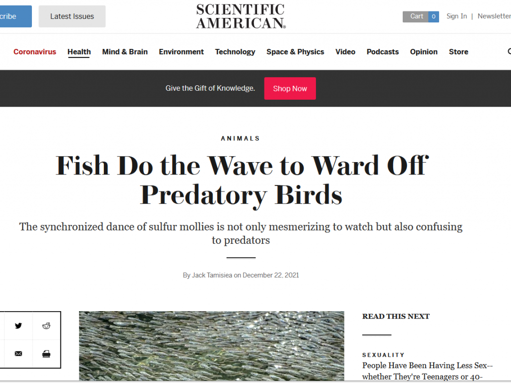 Fish Do the Wave to Ward Off Predatory Birds