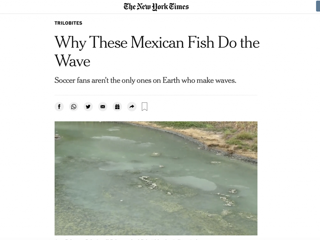 Why These Mexican Fish Do the Wave