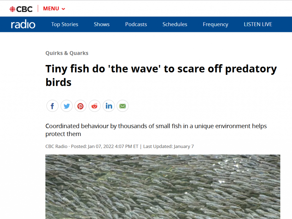 Tiny fish do 'the wave' to scare off predatory birds