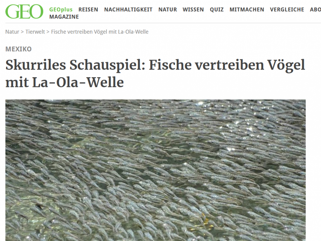 Skurriles Schauspiel: Fische vertreiben Vögel mit La-Ola-Welle