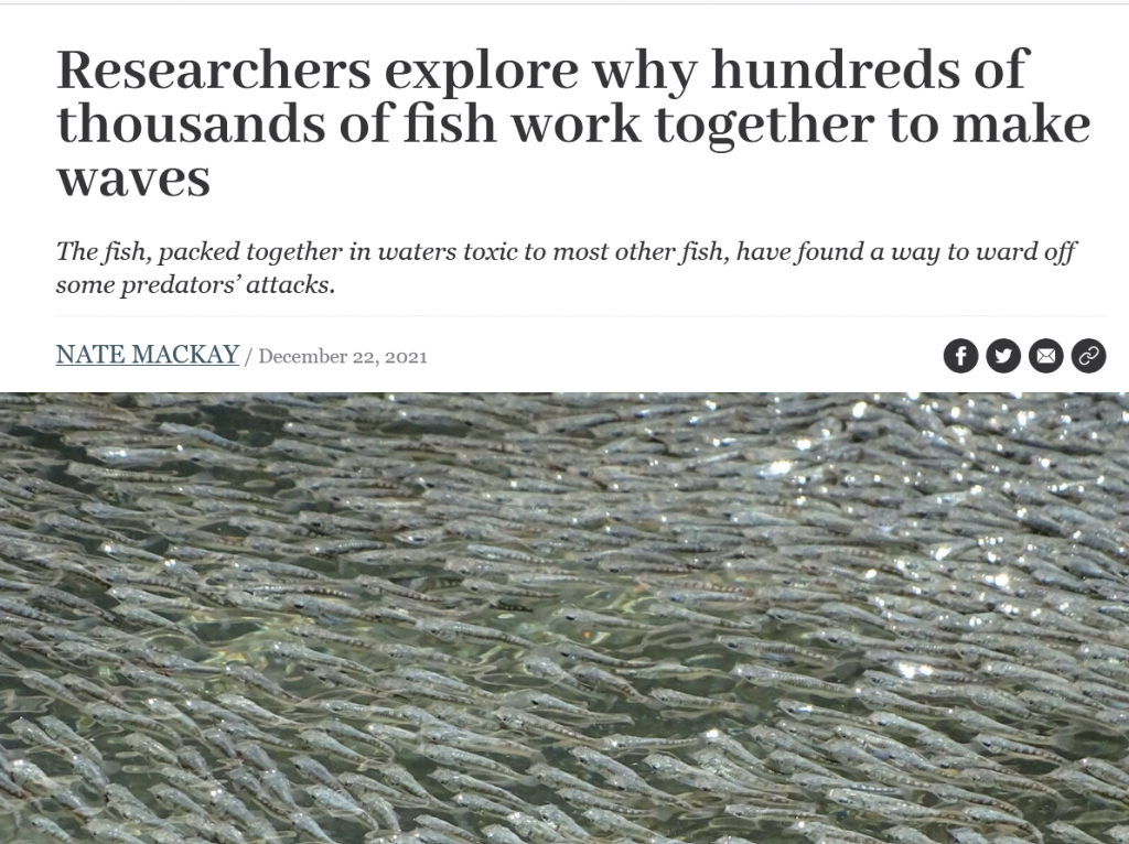 Researchers explore why hundreds of thousands of fish work together to make waves