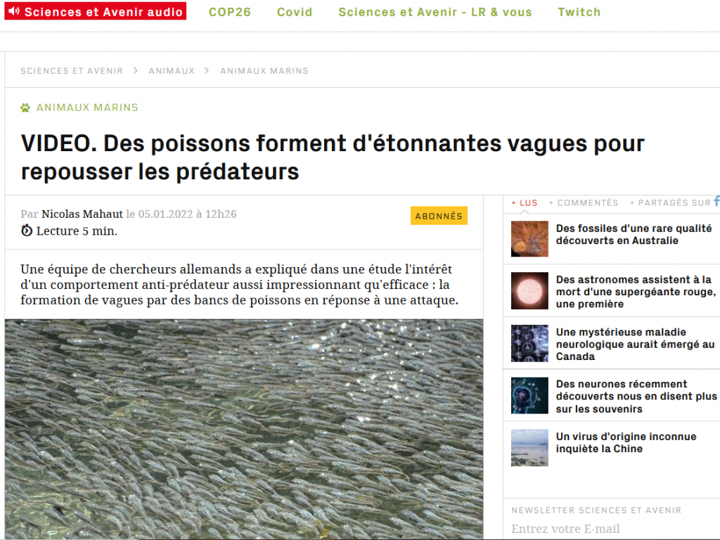 Des poissons forment d'étonnantes vagues pour repousser les prédateurs