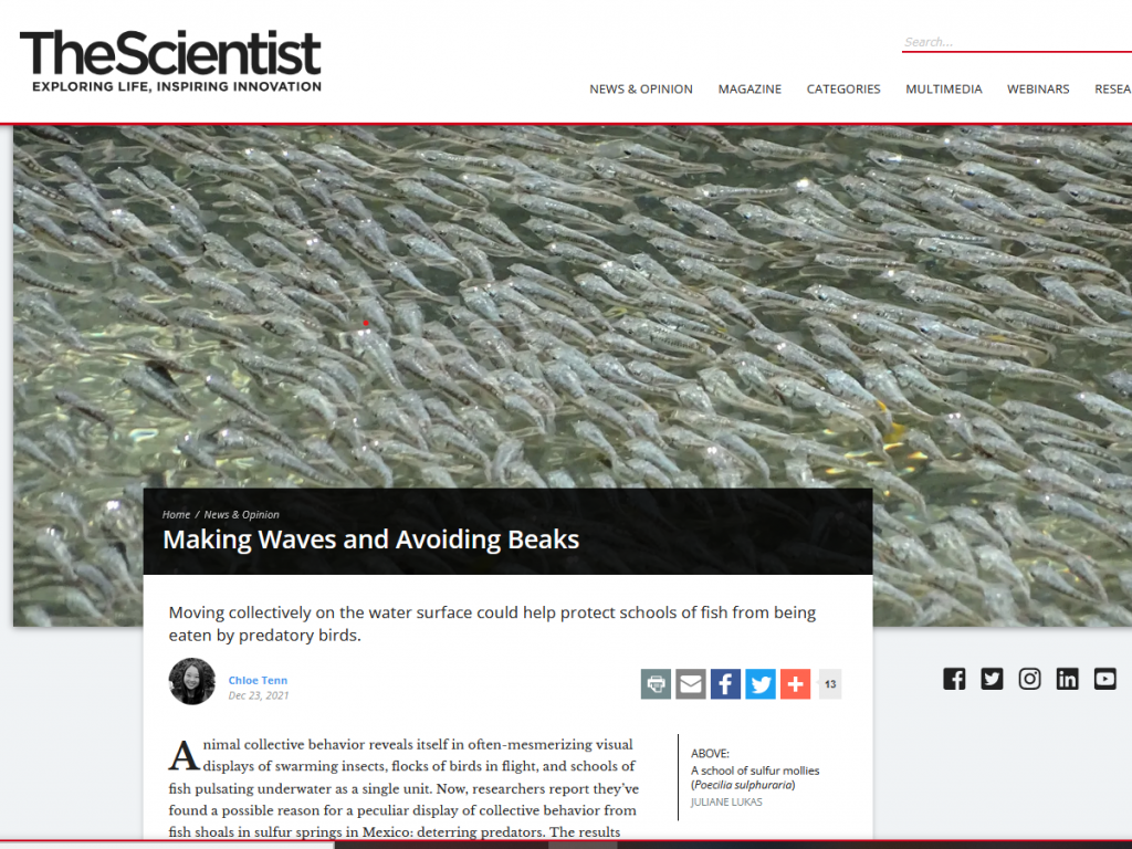 Making Waves and Avoiding Beaks