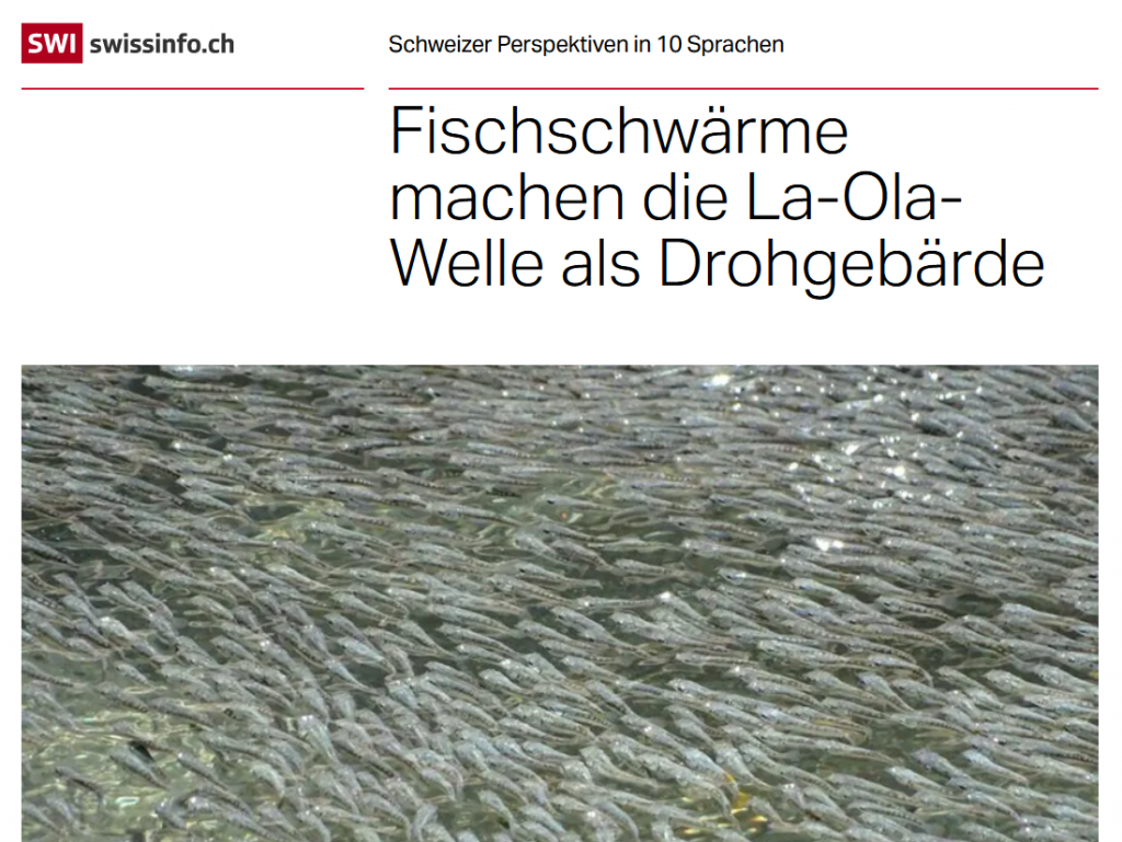 Fischschwärme machen die La-Ola-Welle als Drohgebärde