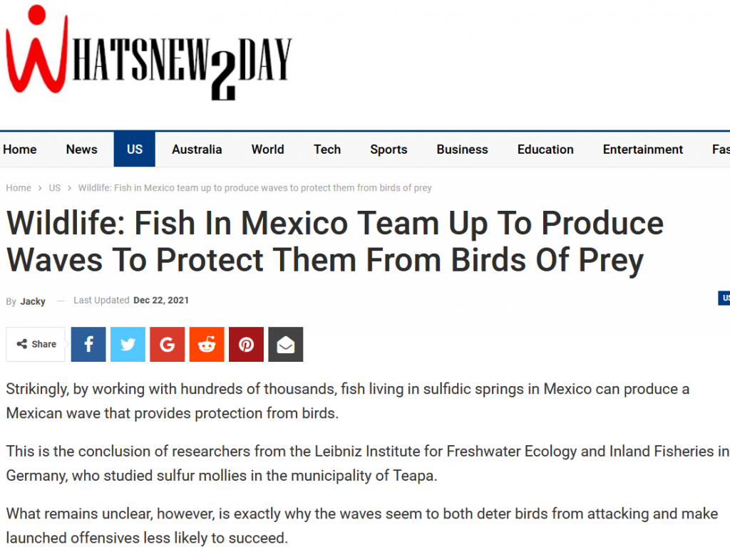 Wildlife: Fish in Mexico team up to produce waves to protect them from birds of prey