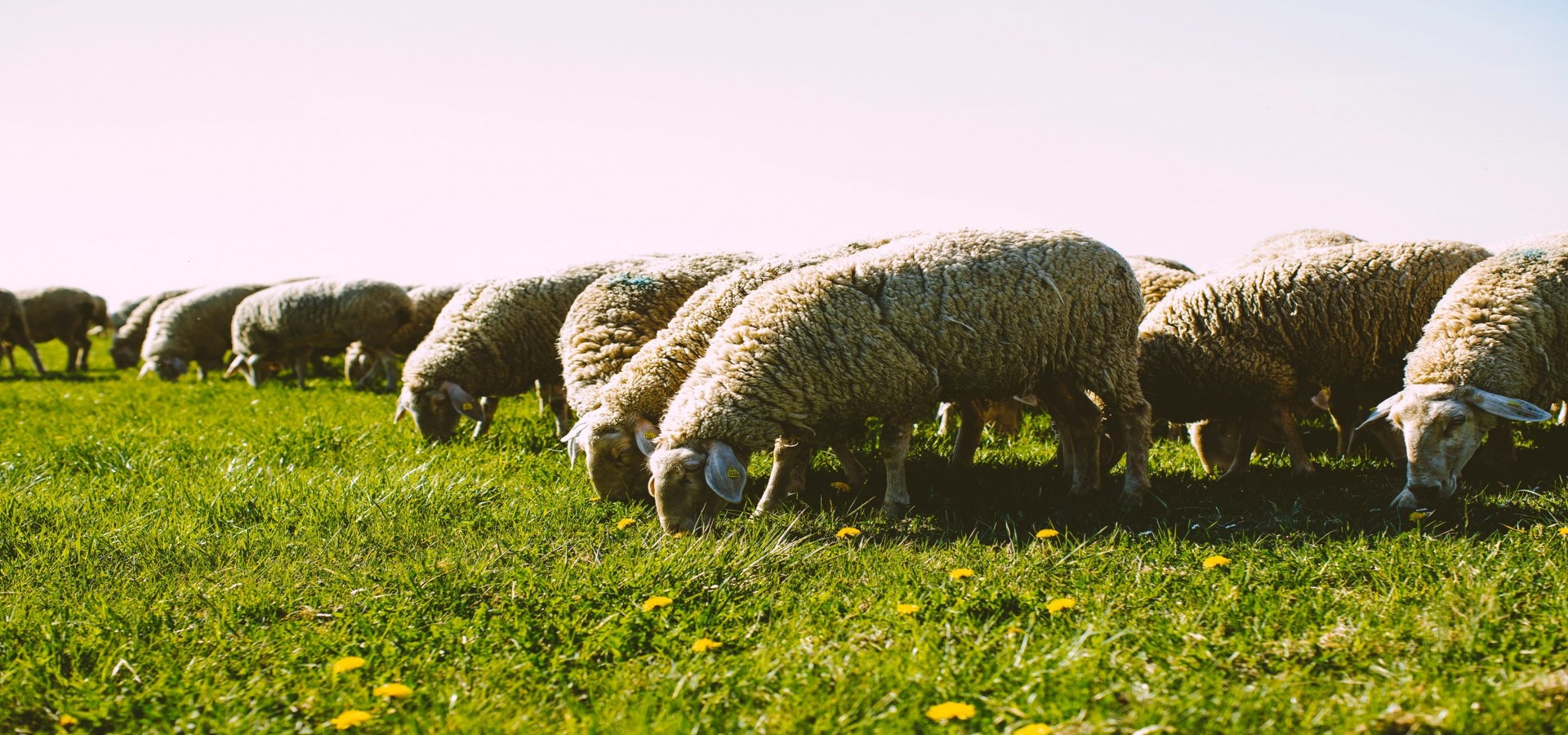 When moving collectively, sheep democratically alternate their group leader, physics shows