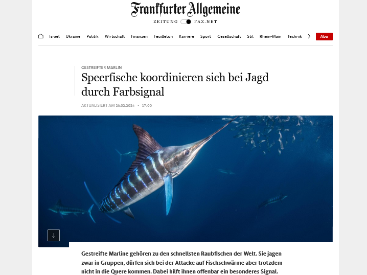 Speerfische koordinieren sich bei Jagd durch Farbsignal