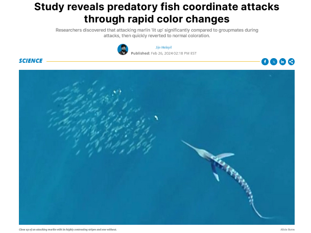 Study reveals predatory fish coordinate attacks through rapid color changes