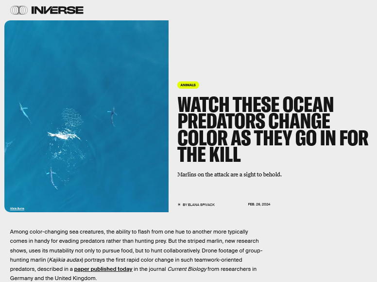 Watch These Ocean Predators Change Color As They Go In For the Kill