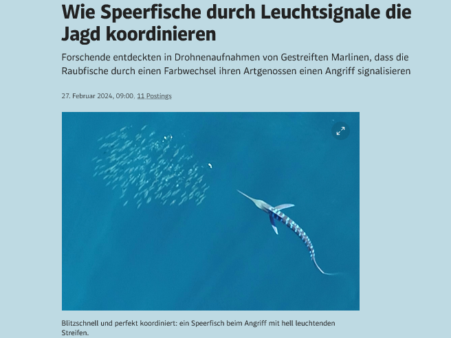 Wie Speerfische durch Leuchtsignale die Jagd koordinieren