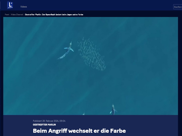 Beim Angriff wechselt er die Farbe