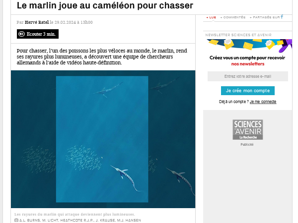 Le marlin joue au caméléon pour chasser