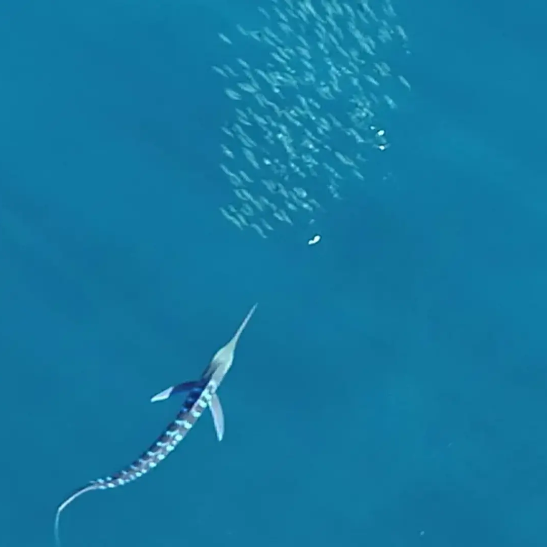 Marlin change color when hunting in groups