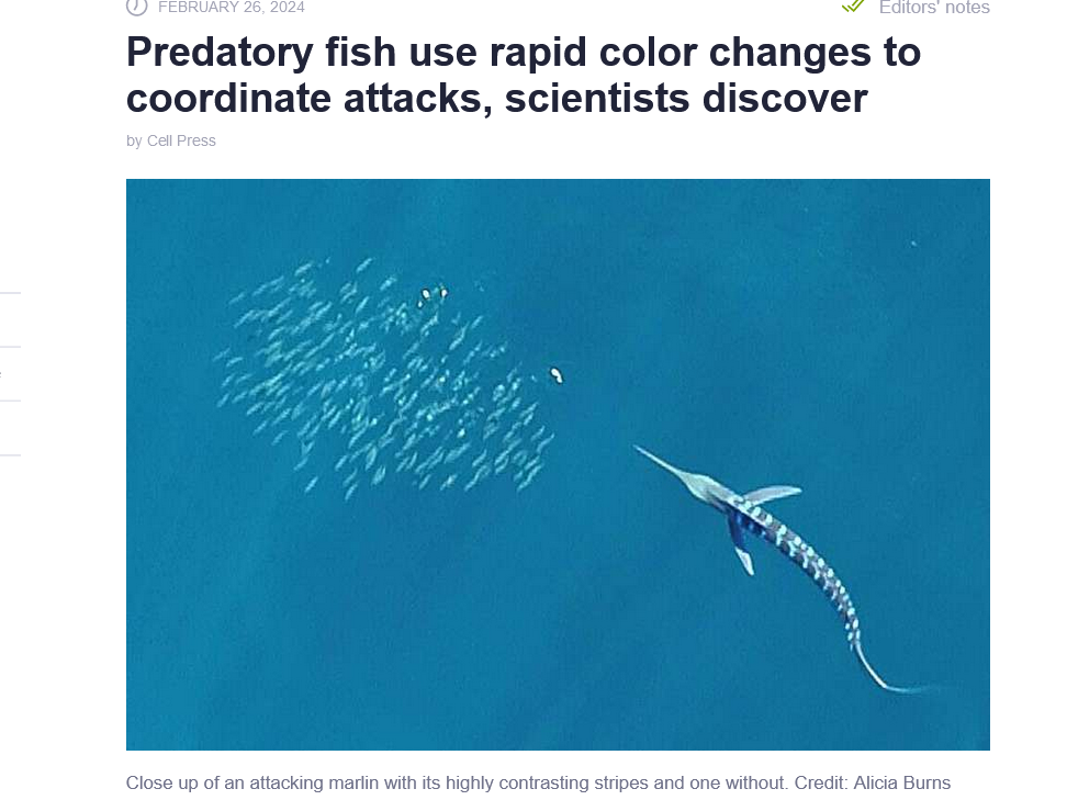 Predatory fish use rapid color changes to coordinate attacks, scientists discover