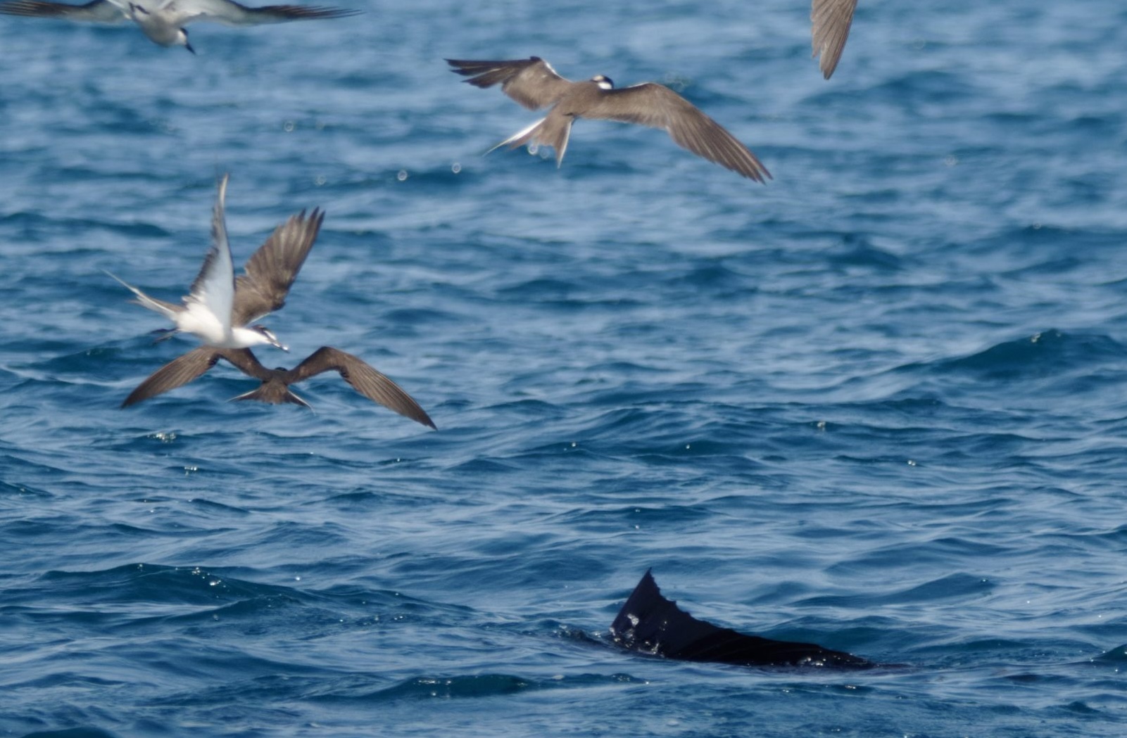Sailfish help seabirds during joint hunts, SCIoI researchers show
