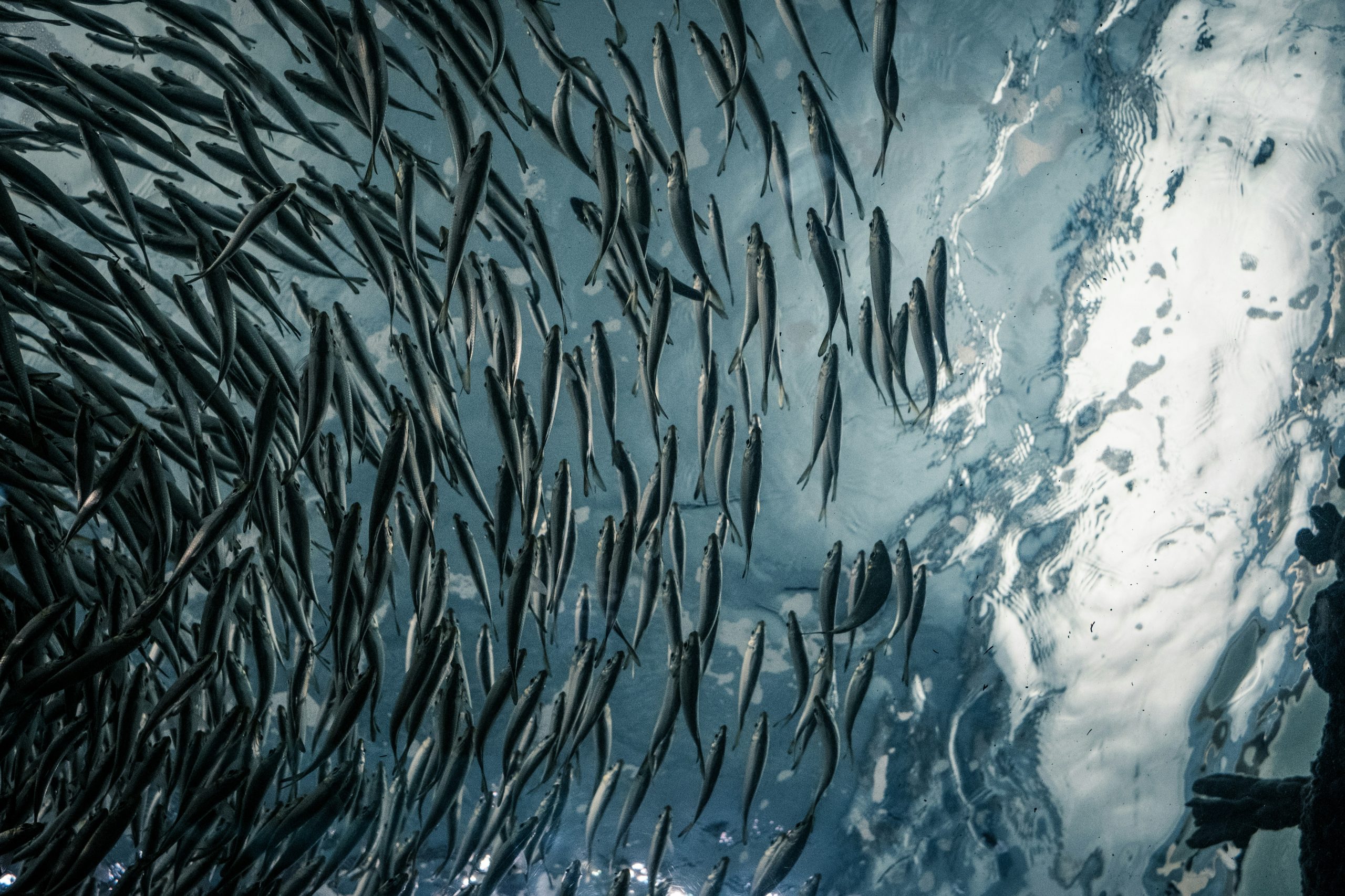 In fish collectives, swimming faster will get you followers