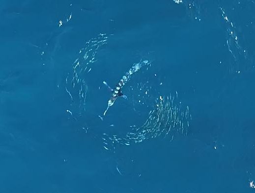 How Marlin And Sardines Outsmart Each Other 